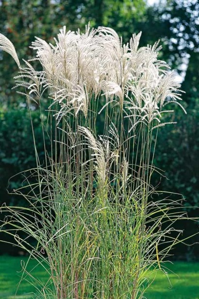 Міскантус цукроквітковий | Miscanthus sacchariflorus | Мискантус сахароцветный